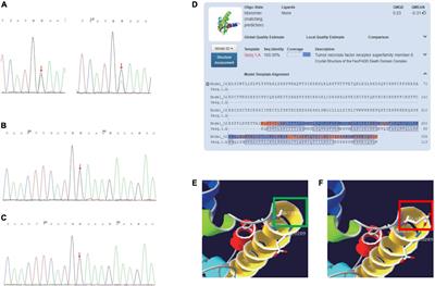 Case report: Effectiveness of sirolimus in a de novo FAS mutation leading to autoimmune lymphoproliferative syndrome-FAS and elevated DNT/Treg ratio